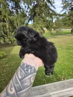 Daliah, a female Pekingese for sale in Ticonderoga, NY – 2 of 6