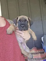 AKC Valiente , a male Cane Corso for sale in Ticonderoga, NY – 4 of 7