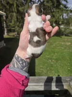 Lulu, a female Pekingese and Shih Tzu for sale in Ticonderoga, NY – Photo 3 of 5