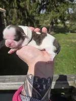 Lulu, a female Pekingese and Shih Tzu for sale in Ticonderoga, NY – Photo 2 of 5