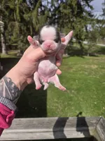 Lulu, a female Pekingese and Shih Tzu for sale in Ticonderoga, NY – Photo 4 of 5