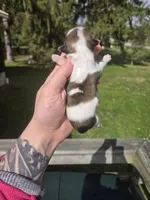 Lulu, a female Pekingese and Shih Tzu for sale in Ticonderoga, NY – Photo 5 of 5