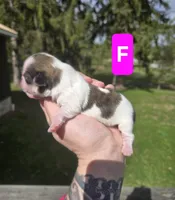 Lulu, a female Pekingese and Shih Tzu for sale in Ticonderoga, NY – Photo 1 of 5