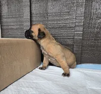 AKC Valiente , a male Cane Corso for sale in Ticonderoga, NY – 4 of 6