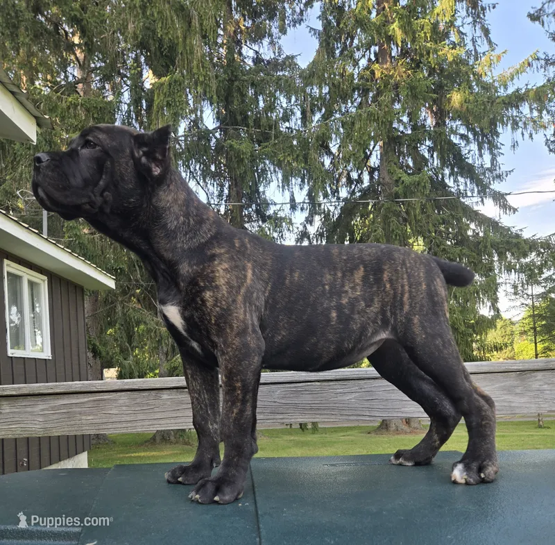 Sadie – Cane Corso puppy for sale in Ticonderoga, NY