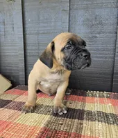 AKC Valiente , a male Cane Corso for sale in Ticonderoga, NY – 6 of 7