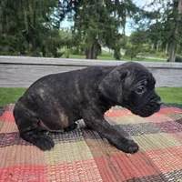 AKC Banshee , a male Cane Corso for sale in Ticonderoga, NY – 5 of 8