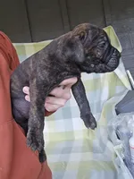 Sarge , a male Cane Corso for sale in Ticonderoga, NY – 4 of 6