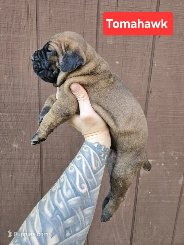 Tomahawk – Cane Corso puppy for sale in Ticonderoga, NY
