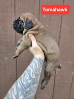 Tomahawk, a male Cane Corso for sale in Ticonderoga, NY – 1 of 6