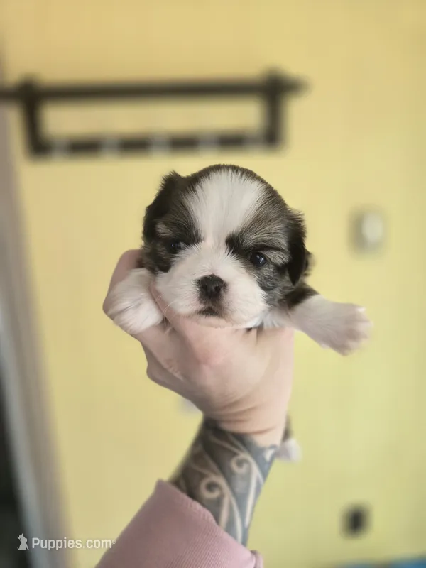Myrtle  – Pekingese, Shih Tzu puppy for sale in Ticonderoga, NY