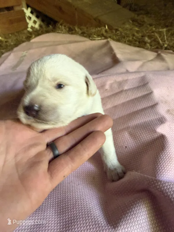 Pink – German Shepherd Dog, Anatolian Shepherd Dog puppy for sale in Old Fort, NC