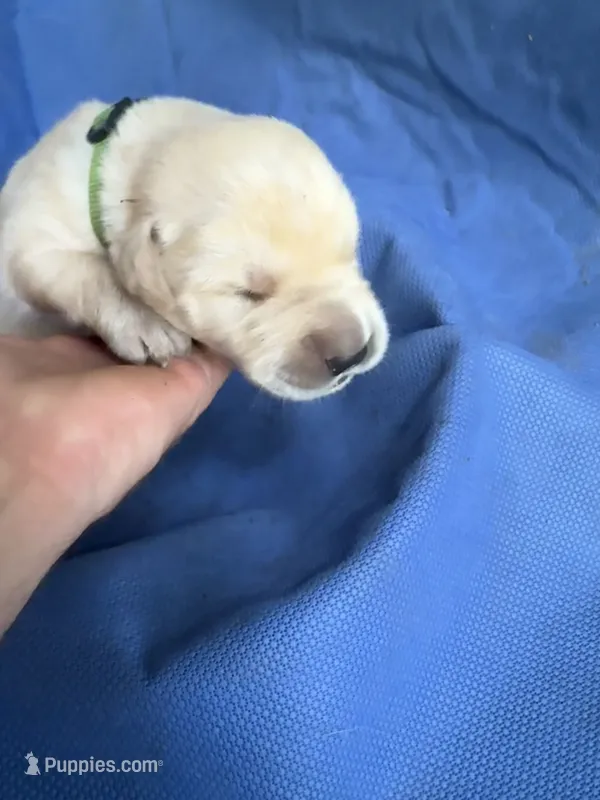 Lime green  – Anatolian Shepherd Dog puppy for sale in Old Fort, NC