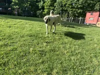 Pink, a female German Shepherd Dog and Anatolian Shepherd Dog for sale in Old Fort, NC – 2 of 2