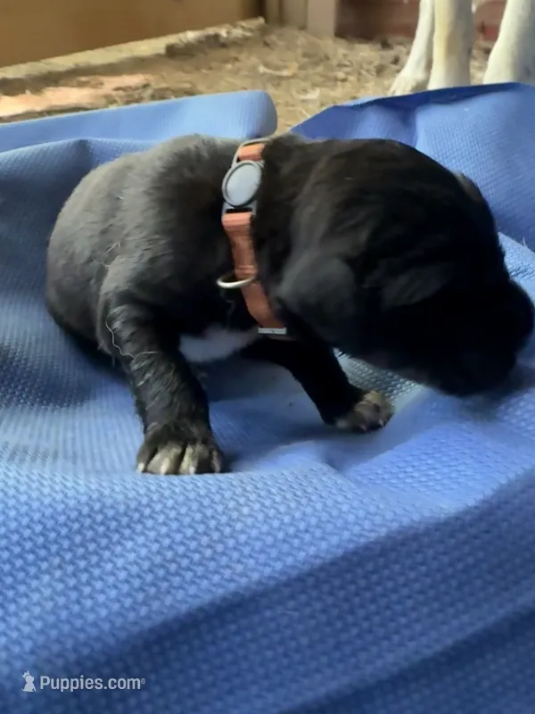 Orange – German Shepherd Dog, Anatolian Shepherd Dog puppy for sale in Old Fort, NC