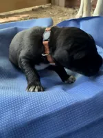 Orange, a male German Shepherd Dog and Anatolian Shepherd Dog for sale in Old Fort, NC – 1 of 2