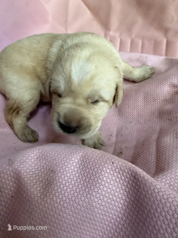 Purple – German Shepherd Dog, Anatolian Shepherd Dog puppy for sale in Old Fort, NC