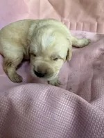 Purple, a female German Shepherd Dog and Anatolian Shepherd Dog for sale in Old Fort, NC – 1 of 2