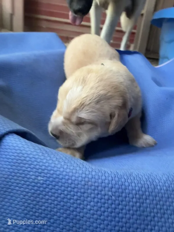 Red boy – German Shepherd Dog, Anatolian Shepherd Dog puppy for sale in Old Fort, NC