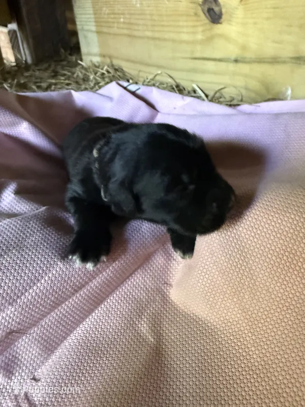 Pearl – German Shepherd Dog, Anatolian Shepherd Dog puppy for sale in Old Fort, NC
