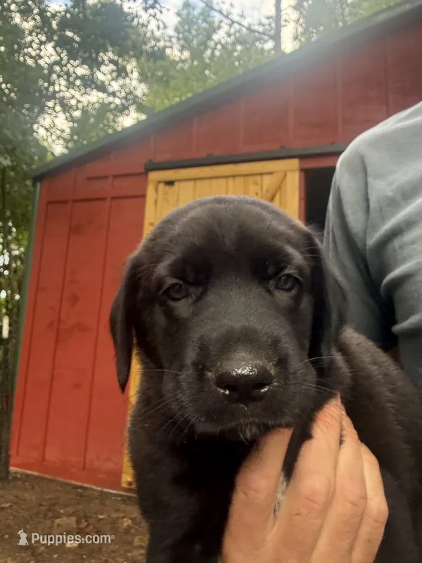 Orange – German Shepherd Dog, Anatolian Shepherd Dog puppy for sale in Old Fort, NC