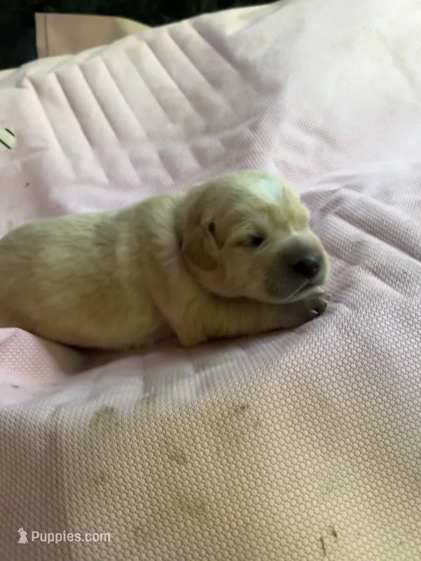 Yellow  – German Shepherd Dog, Anatolian Shepherd Dog puppy for sale in Old Fort, NC