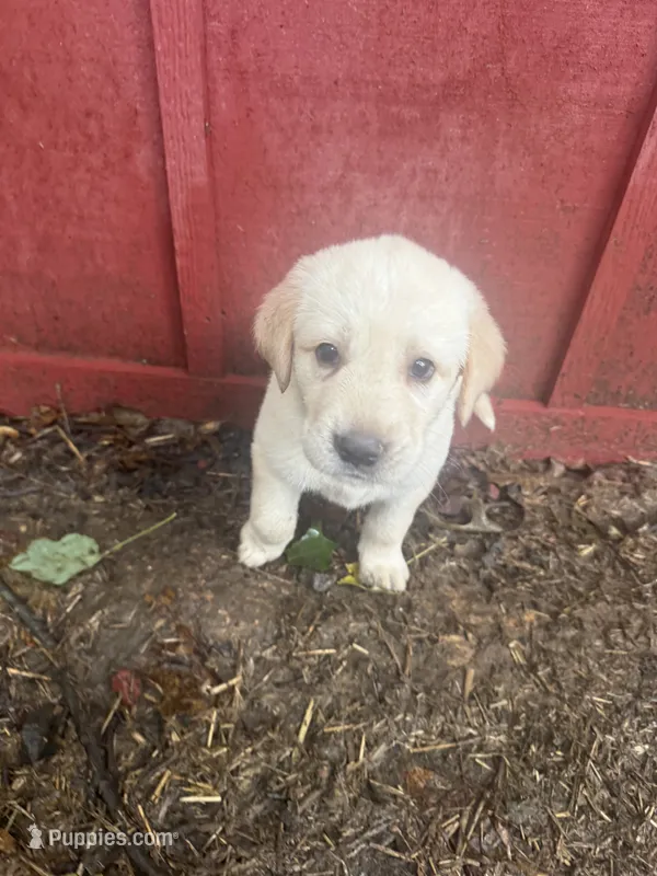 Yellow  – German Shepherd Dog, Anatolian Shepherd Dog puppy for sale in Old Fort, NC