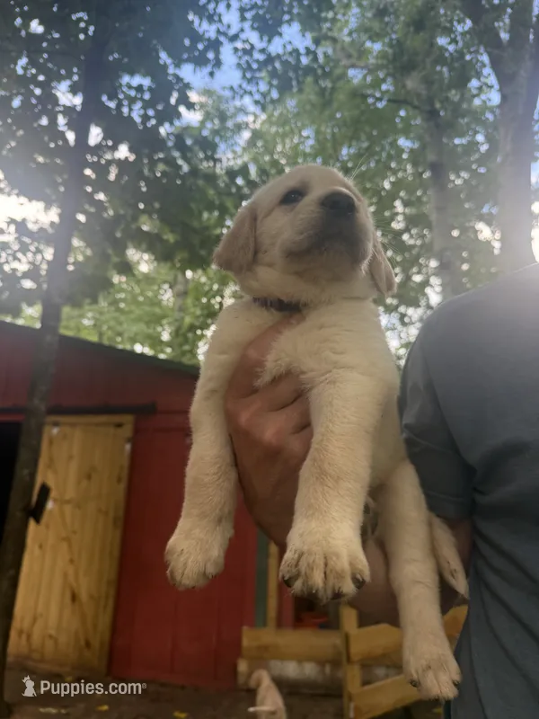 Purple – German Shepherd Dog, Anatolian Shepherd Dog puppy for sale in Old Fort, NC