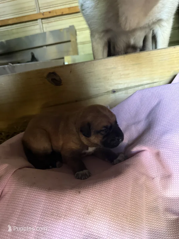 Yellow chocolate  – German Shepherd Dog, Anatolian Shepherd Dog puppy for sale in Old Fort, NC