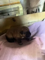 Yellow chocolate , a female German Shepherd Dog and Anatolian Shepherd Dog for sale in Old Fort, NC – 1 of 1