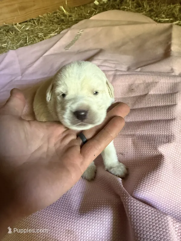 Red – German Shepherd Dog, Anatolian Shepherd Dog puppy for sale in Old Fort, NC