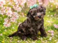 Belle, a female Cavapoo for sale in Mulberry, KS – 4 of 4