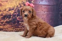 Ruby, a female Cavalier King Charles Spaniel and Miniature Goldendoodle for sale in Mulberry, KS – 2 of 4