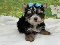 Karl , a male Morkie for sale in Mulberry, KS – Photo 2 of 4