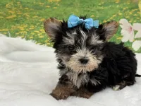 Karl , a male Morkie for sale in Mulberry, KS – Photo 3 of 4