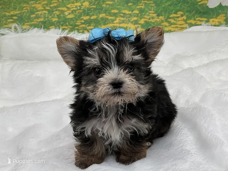 Karl , a male Morkie for sale in Mulberry, KS – Photo 1 of 4