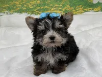 Karl , a male Morkie for sale in Mulberry, KS – Photo 1 of 4