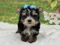 Karl , a male Morkie for sale in Mulberry, KS – Photo 4 of 4