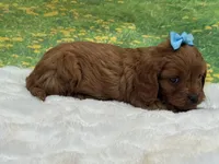 TOY Redford, a male Cavapoo for sale in Mulberry, KS – 2 of 4