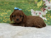 TOY Redford, a male Cavapoo for sale in Mulberry, KS – 1 of 4