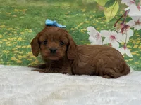 TOY Redford, a male Cavapoo for sale in Mulberry, KS – 4 of 4