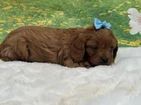 TOY Redford, a male Cavapoo for sale in Mulberry, KS – 3 of 4