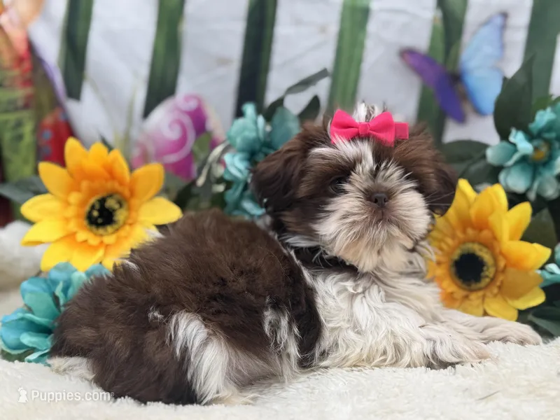 Lola – Shih Tzu puppy for sale in Mulberry, KS