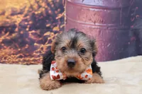 Bentley, a male Yorkshire Terrier for sale in Mulberry, KS – 3 of 3