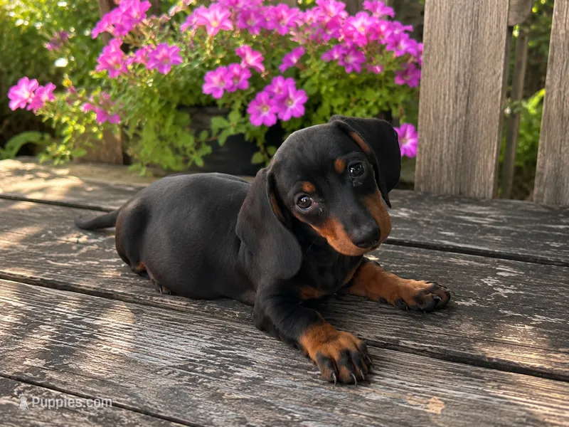 Zane  – Miniature Dachshund puppy for sale in Mulberry, KS