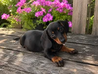 Zane , a male Miniature Dachshund for sale in Mulberry, KS – 1 of 3