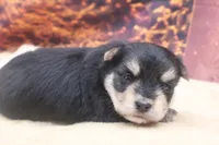 Bandit, a male Morkie for sale in Mulberry, KS – 3 of 3
