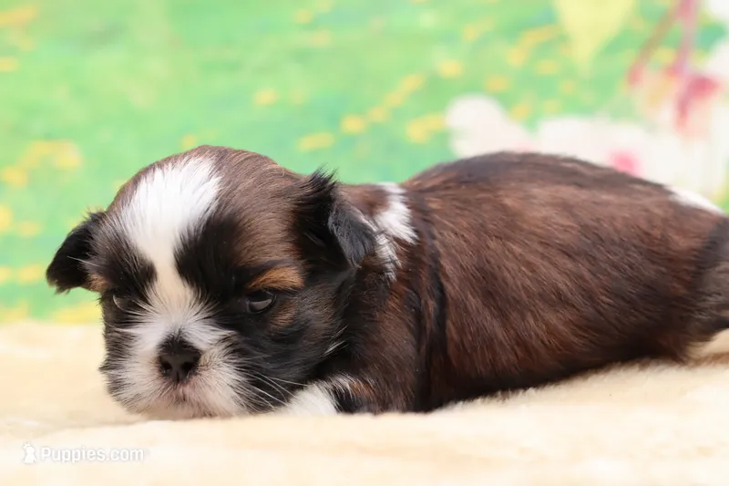Daisy – Shih Tzu puppy for sale in Mulberry, KS