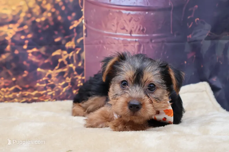 Bentley – Yorkshire Terrier puppy for sale in Mulberry, KS