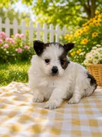 Gigi, a female Pomeranian for sale in Mulberry, KS – 2 of 3